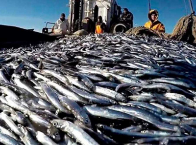 How Russian fish reached the Thames: the biggest players in the export market