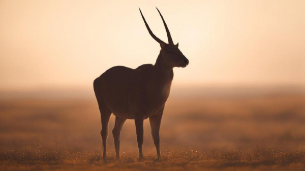 Кто пытается наживиться на отлове сайгаков